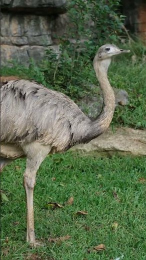 Rhea Grazing