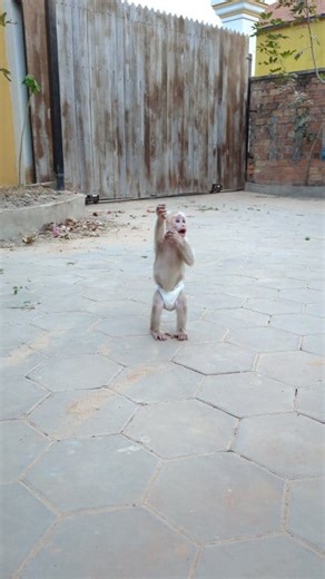 Oh no! Little monkey scratching her hands and crying for help 😢🐒❤️ #monkey #PetRehoming #funnyanimals #animals #petfriendly | Monkey Icy
