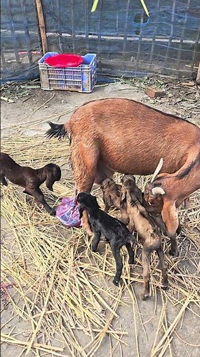 Goat Gives Birth to 4 Healthy Kids 🐐 | Rare Moment! #goatfarming #animallife