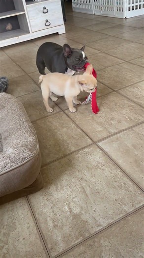 Young surf vs Kiki 🤺