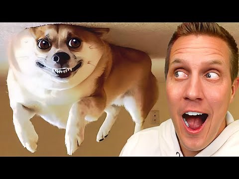 Cute Dogs And Cats Videos 2023 😅👌 - Best Animal Video Compilation Of The Month 😁