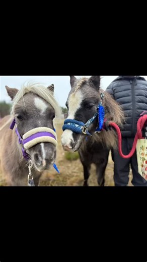 Voi miten kivan tapahtuman @anttilanhevoskasvattajary olikaan tänään järjestänyt kun päästiin halloween teemalla agilityradalle 👻 Molemmat ponit suoritti radan hienosti vaikka jännittäviä ylityksiä, alituksia ja kujia sinne oli järjestettykin! Allimaiju lahjoi tuomaria pyöräyttämällä noppaa ja tarjoilemalla herkkuja. Tuomareiden lahjominen oli kilpailussa sallittua ja suotavaa 😌 #halloween #hevosagility #anttilanhevoskasvattajat #ravilantila | Ravilan tila