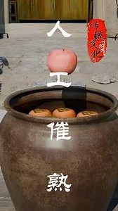 Put an apple with your unripe persimmons to ripen them faster
