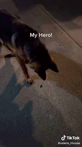 VALERIE | Cloudland Hideaway on TikTok