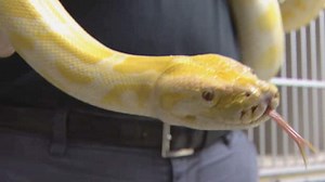 Albino python found slithering near Chilliwack, B.C. | CBC News