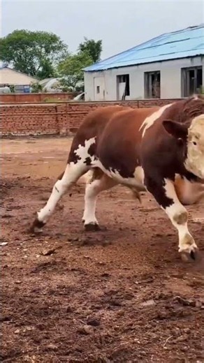 Big Bull #viralvideo #strongbull #cow #shortvideo #bullfarm #animals #viral #dairyherd #bullsemen
