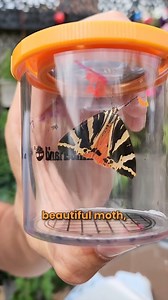 13K views · 792 reactions | have you every seen a Jersey Tiger Moth? It's a beautiful moth with creamy white strips on its forewing and bold orange underwings. #Jerseytigermoth #moths | Get Wild | Facebook
