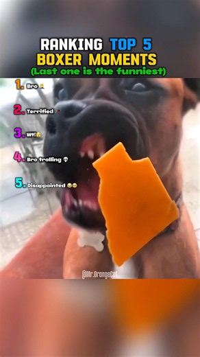 Boxers are crazy 💀 Ranking top 5️⃣ moments 😂😭🫣