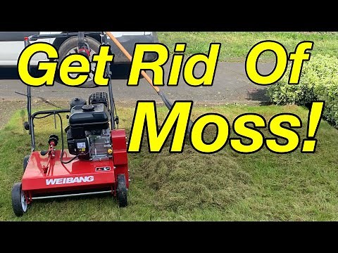 How To Remove Moss From Your Lawn. A Beginners Guide.