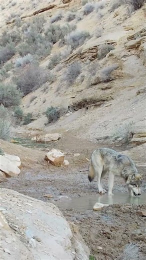 Wolf! Rare Sighting of a Collared Lone Female #wolf #wildlife #shorts