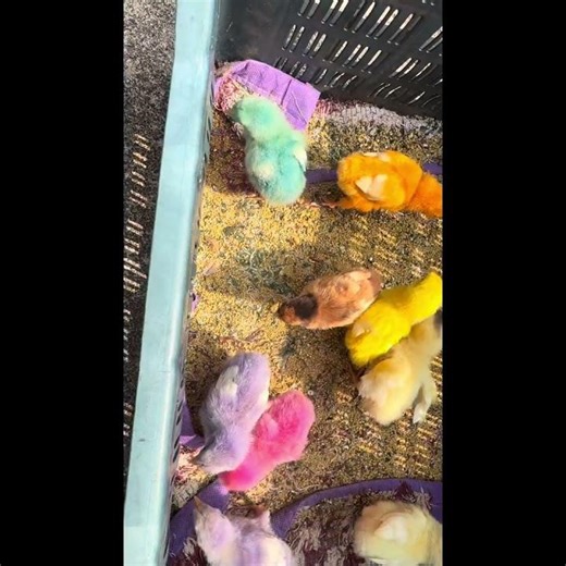 Colored Chicks#shorts#ytshorts#shortsfeed#chicken#