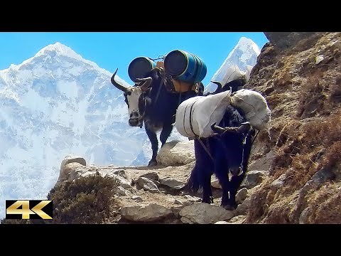 Yaks - Porter Kings in the Khumbu Highlands & Solukhumbu | Himalaya, Nepal 🇳🇵