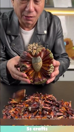 Paraná pine seeds: edible, starch-rich, native to South America.