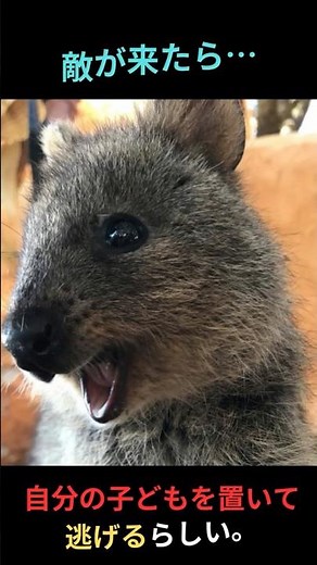 【ゆっくり解説】クオッカは世界一幸せな動物って知ってた？可愛くて笑顔が素敵！