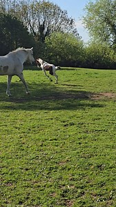 Watch this stunning, frisky filly foal light up the field with pure joy and athleticism! Sired by the exceptional High Offley Colour of Money, she’s got presence, power, and a whole lot of personality already shining through. 🐎💨 With moves like this, she’s not just playing — she’s practicing for greatness. ✨ 📍 Bred for brilliance. Born to perform. #FillyFriday #ColouredFoal #HighOffleyColourOfMoney #FutureChampion #SportHorseInTheMaking #EquestrianJoy #FoalFever #YoungTalent #ShowjumpingFutur