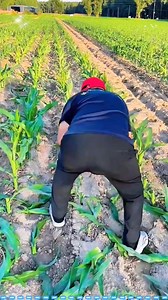 Why chinese farmers trim corn plants #chinese #farmers #prune #corn #plants | Lee Yumi