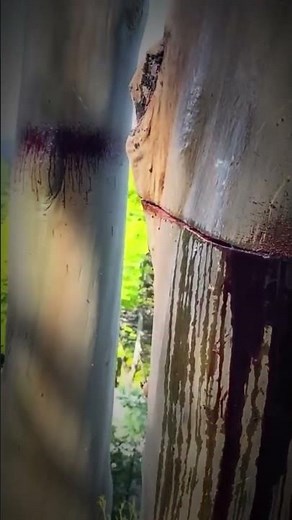 The World’s WEIRDEST TREES You Won’t Believe Exist #short