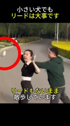 中国の現在ー犬があなたの家族だと言っても、他の人々には家族ではないからどんな犬でもリードは大事だと思います！#shorts #中国 #すごい #中国人 #犬