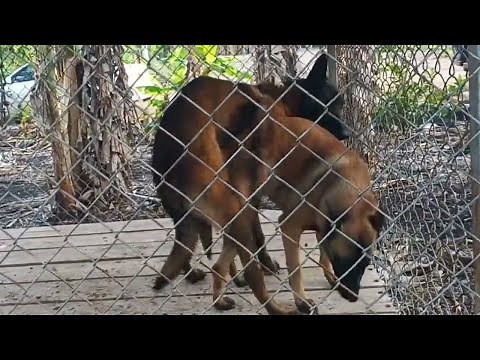 Apareamiento CRUZA de Perros Pastor Belga Malinois (Apareamiento en Perros)