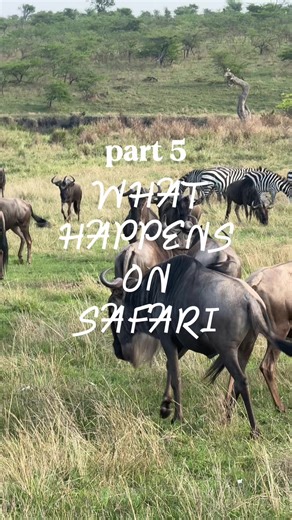PART 5: what happens on safari & things you should know ✍️ safari is the most incredible experience and if you go into it with the right expectations, it’ll exceed anything you could ever imagine 🦁🤍 in PARTS 6 & 7, I’ll give you all the deets on our safari accommodations 🫡 . . #serengetinationalpark #safaritips #safariguide #onsafari #safarimoments