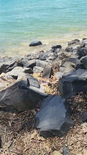 Kuma ( Shiba Inu) just want to explore 😀