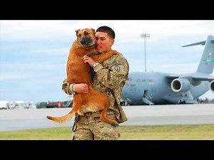 Most Emotional Dogs Reunions with Their Owners That Will Warm Your Heart ❤️