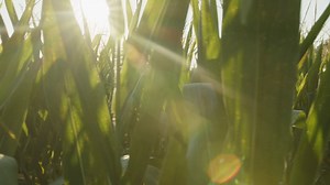 🌽✨ 2024 Corn Maze Reveal ✨🌽 This year, we’re honoring the legacy of Farmer Jimmy Carter, with a special tribute in our corn maze design. His dedication to farming and family shaped Southern Belle Farm, and this tribute celebrates the seeds of love and hard work he planted. Watch the full video to see the 2024 Corn Maze Design and join us in honoring his incredible legacy. 🌱❤ 🍂 Fall Season Begins: Wednesday, September 18th — Get Your Tickets NOW at southernbellefarm.com. | Southern Belle Farm