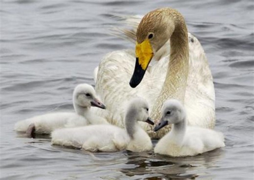 ラピダス近隣開発で撤回要望書　苫小牧市に野鳥の会
