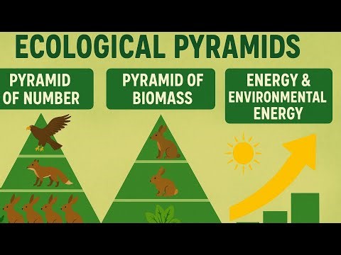 Ecological Pyramids | Pyramid of Number | Pyramid of Biomass | Energy & Environmental Energy | EEE