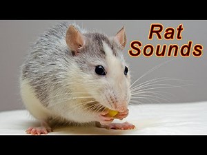 Rat Sounds - sounds that will scare rats