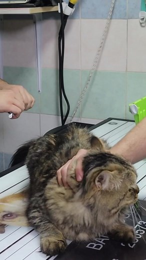 How to deal with angry cat and ferocious cat 🐱 part 49 #viral #trendingnow #cat #catlovers #petdoctor #petcare #petlovers #trending #fyp | Vet Rami Awwad