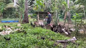 No Stress No Worries Just Living Simple Life with Nature | Farming Business Atbp