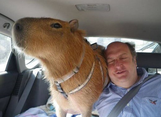 Why Are Capybaras So Friendly? – Capybaratips