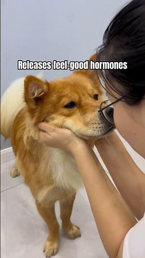 Why Your Dog Keeps Licking You 👅🐾