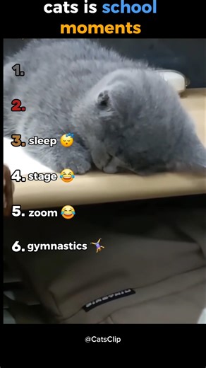 cats is school #ranking #cute #cuteanimals #cutecats #school