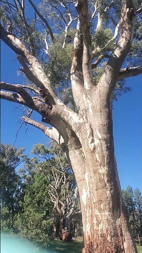 Australian1000 year old Red River Gum Trees Southern Australia