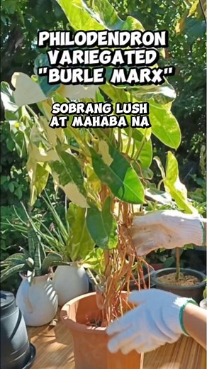 Philodendron 'Burle Marx' variegated is a beautifully Plant Fast and easy grower Mamalyn's Garden #myplants #philodendron #variegatedplants #beautiful #plant #stunning #goodvariegation #plantsmakepeoplehappy #HappyPlanting #homegardening #happygardening #plantmom #plantitaph | Mamalyn's Garden