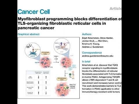 785-Myofibroblast Barriers to TLS Formation in PDAC