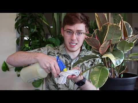 Houseplant Care Guide :: Neem Oil