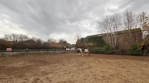 Here’s Luna, a mare which has been here for breaking in! Turned out to be one of the sweetest little mares she has after a flew blips along the way. Soon be ready to go home with her family❤️ Nicholson’s Equine Services & Sales | Danny Nicholson