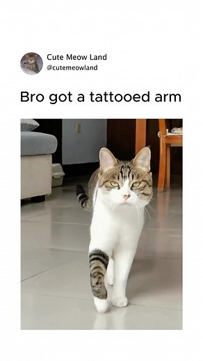 Cute Meow Land 😻 on Instagram: "#cat #catofinstagram #catlovers"