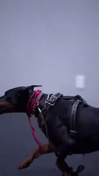Brave Pup Shows Off Skills in Gentle Protection Training