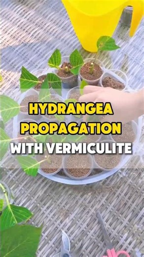 Propagating Hydrangeas from Cuttings—Don’t Toss Them!