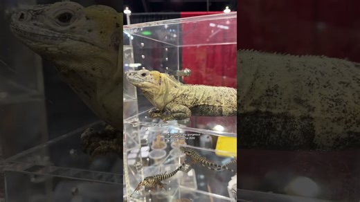 Expert animal keeper explores unique species at major reptile exhibition