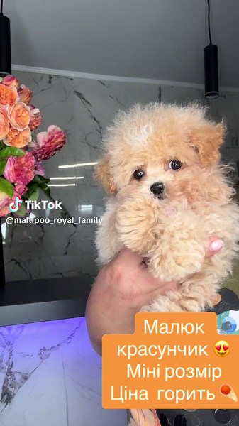 Помапу: Міні собаки для продажу в Україні