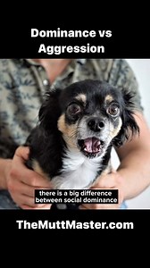 👑 Social Dominance: Think of this as your pup’s leadership style. It’s when they exhibit confidence and assertiveness to establish their place in the pack. Just like a good team captain, a socially dominant dog ensures harmony within the group. 👿 Aggression: On the flip side, aggression is like an unwelcome guest at the party. It’s when a dog’s behavior becomes hostile, threatening, or harmful. This isn’t about leadership; it’s about fear, anxiety, or other emotional triggers. 🤝 The Balance: 