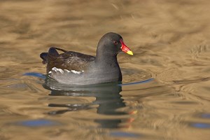 Moorhen | The Wildlife Trusts