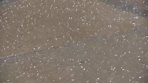 A quick storm that packed a punch! This is how Friday afternoon's brief hailstorm looked outside of our downtown studio. Did you get hail in your neighbourhood? Read more: www.cbc.ca/1.4144295 | CBC Saskatoon