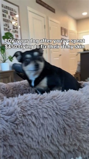 POV: your dog after you’ve spent $450 trying to fix their itchy skin 😅