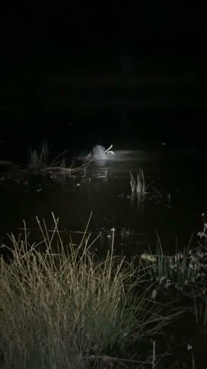 Dog fighting coon in the water!